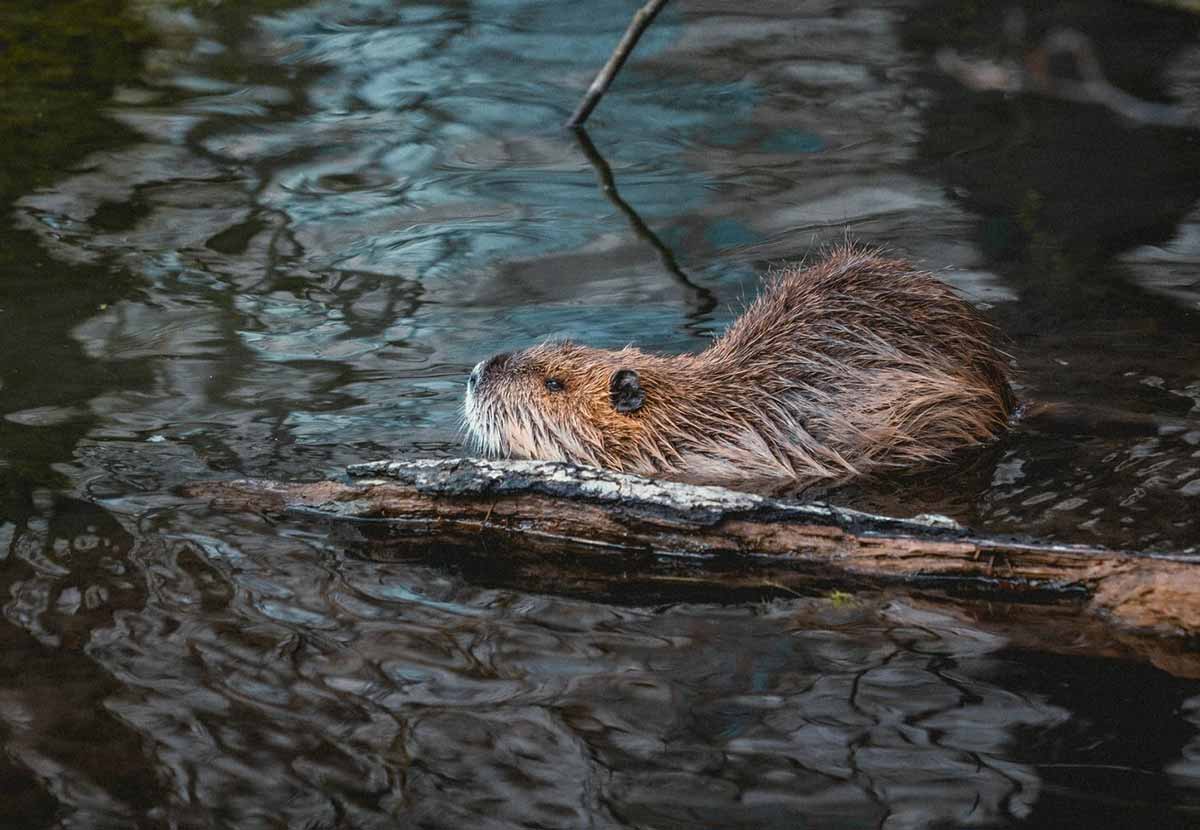 les dix animaux emblematiques du canada